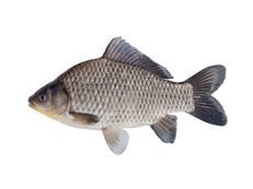 PESCADOS